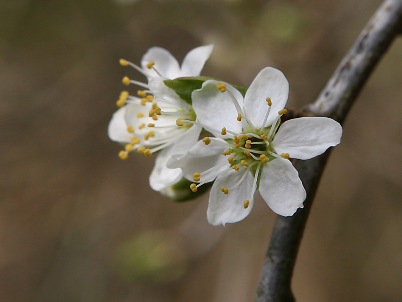 Prunus cerasus