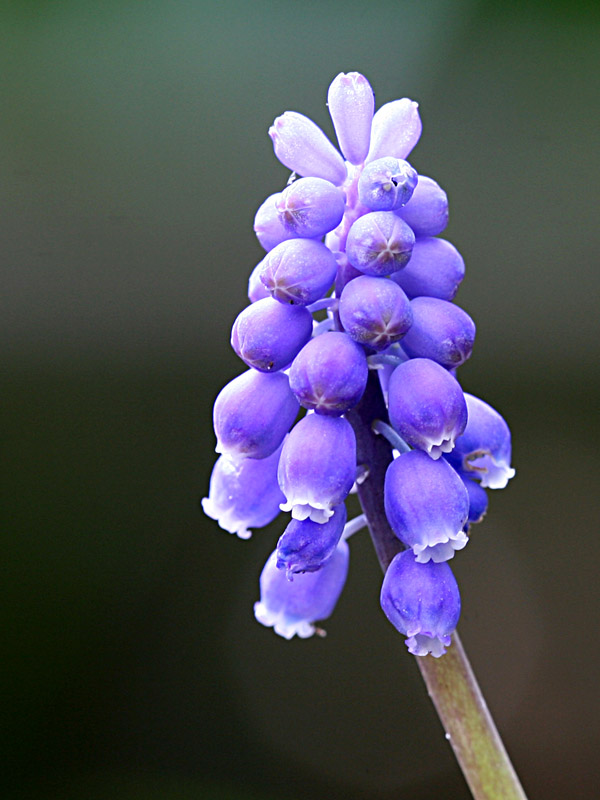 Muscari botryoides