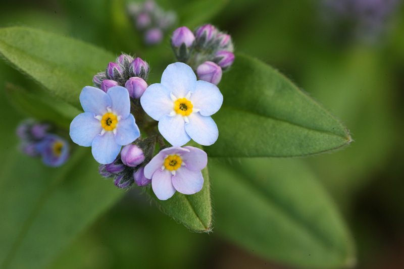 Myosotis sylvatica