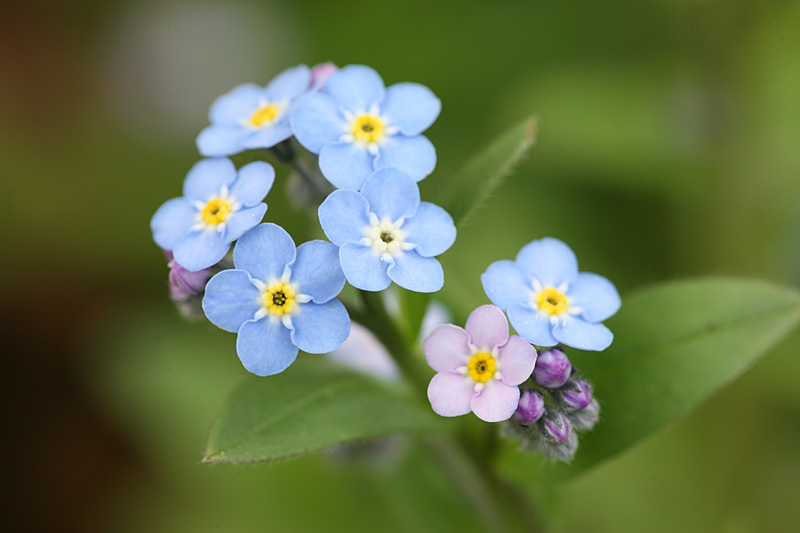 Myosotis sylvatica