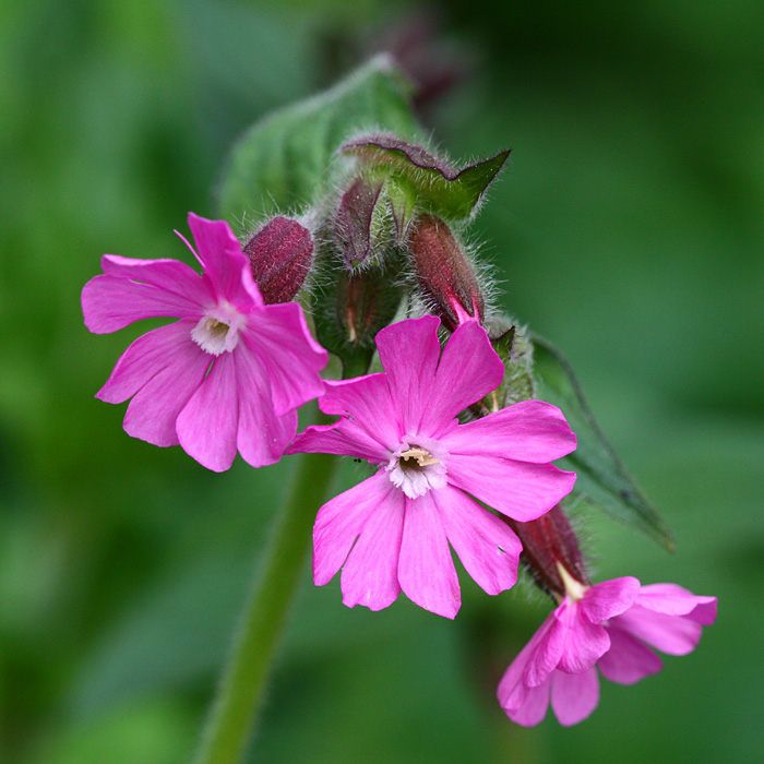 Silene dioica