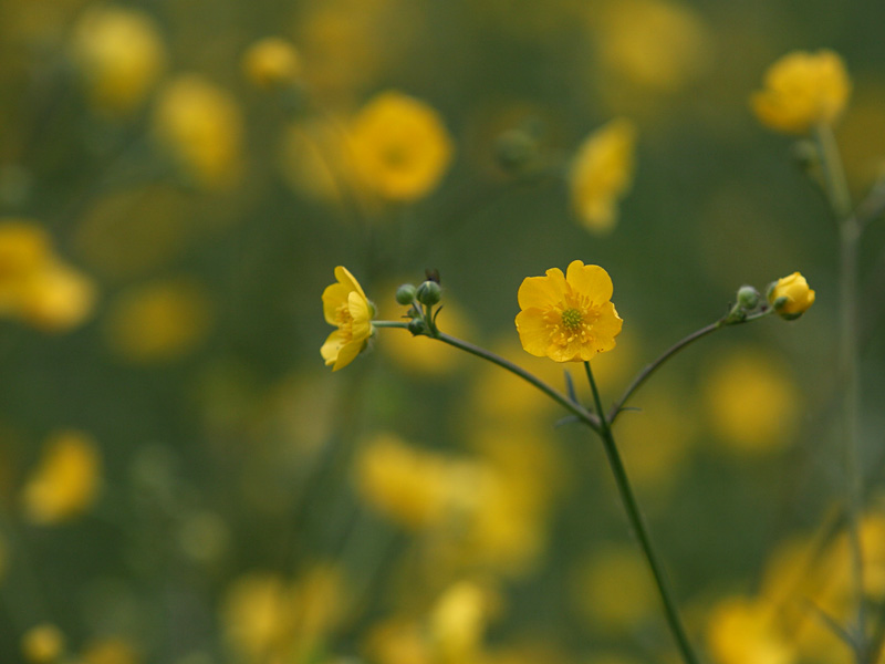 Ranunculus acris
