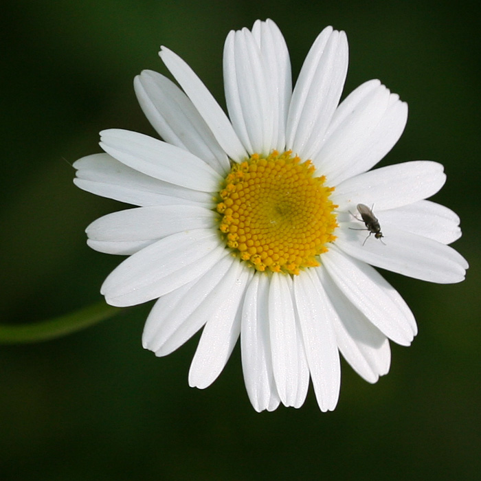 Leucanthemum vulgare