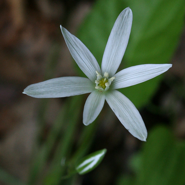 Ornithogalum umbellatum