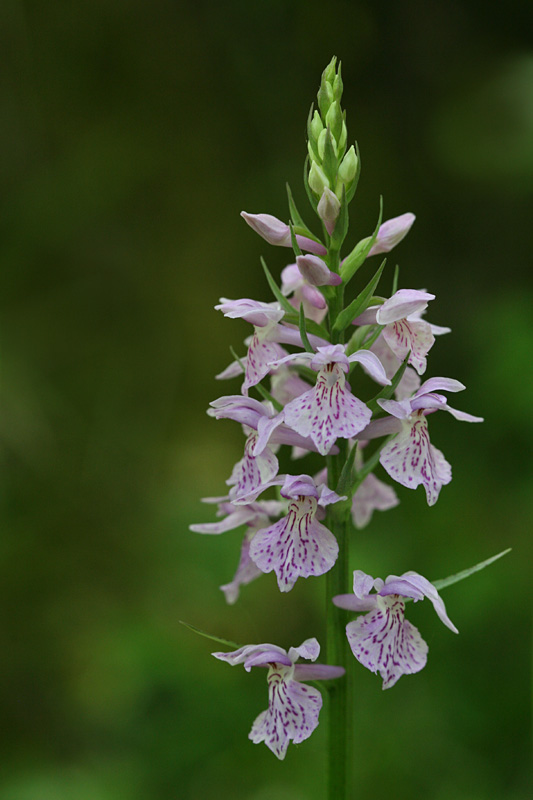 Dactylorhiza maculata