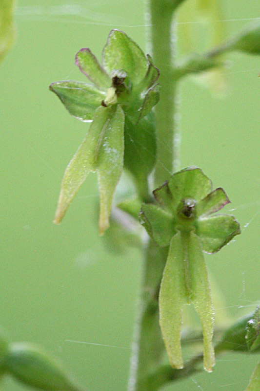 Listera ovata