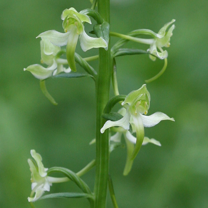 Platanthera chlorantha