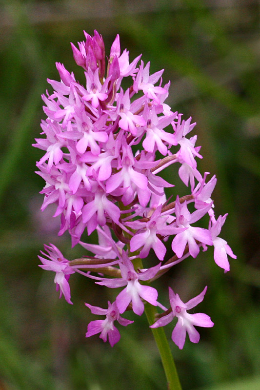 Anacamptis pyramidalis