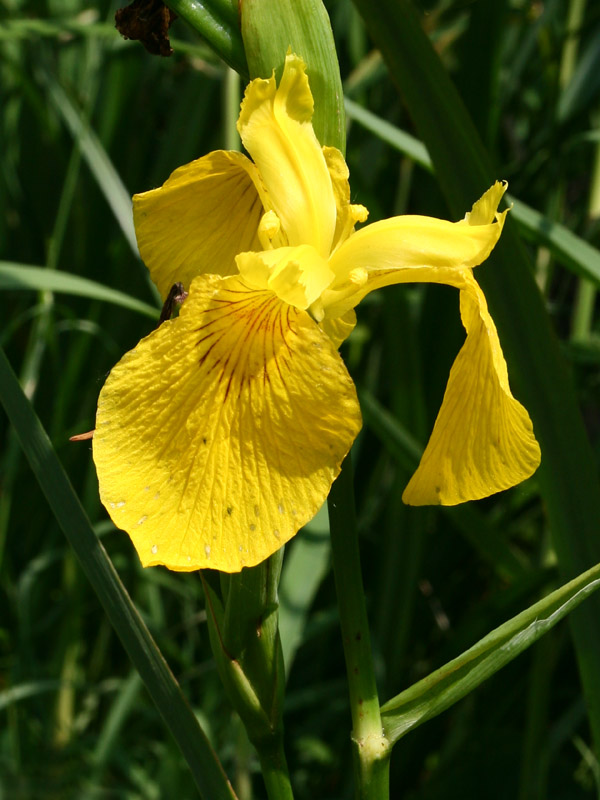 Iris pseudacorus