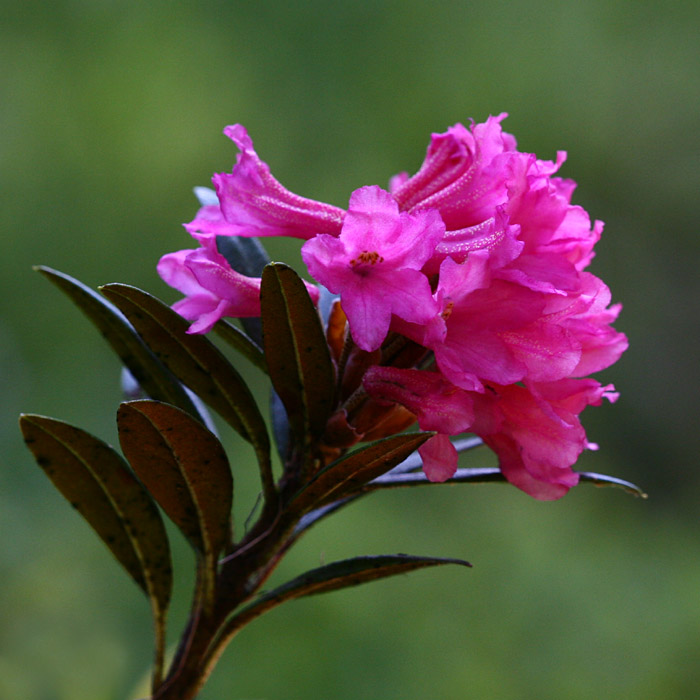 Rhododendron ferrugineum