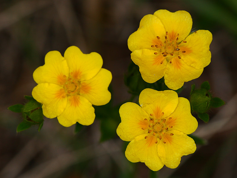 Potentilla reptans