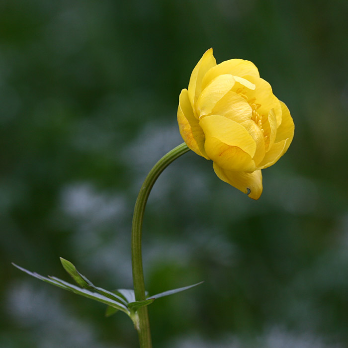 Trollius europaeus