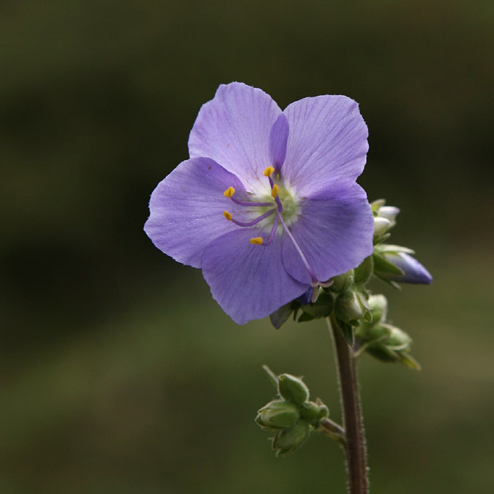 Polemonium caeruleum