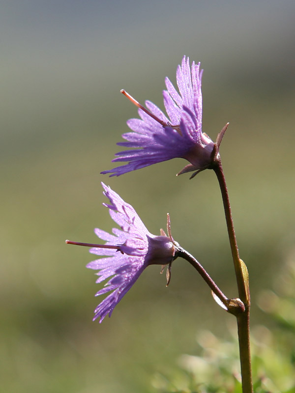 Soldanella alpina