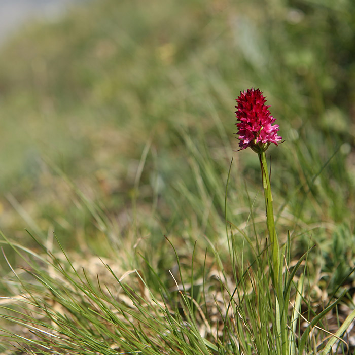 Nigritella bicolor