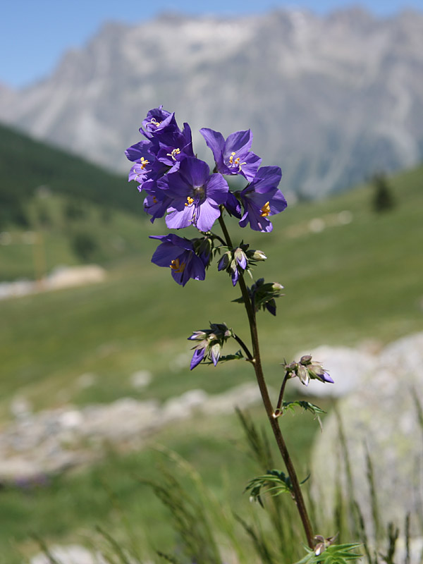 Polemonium caeruleum