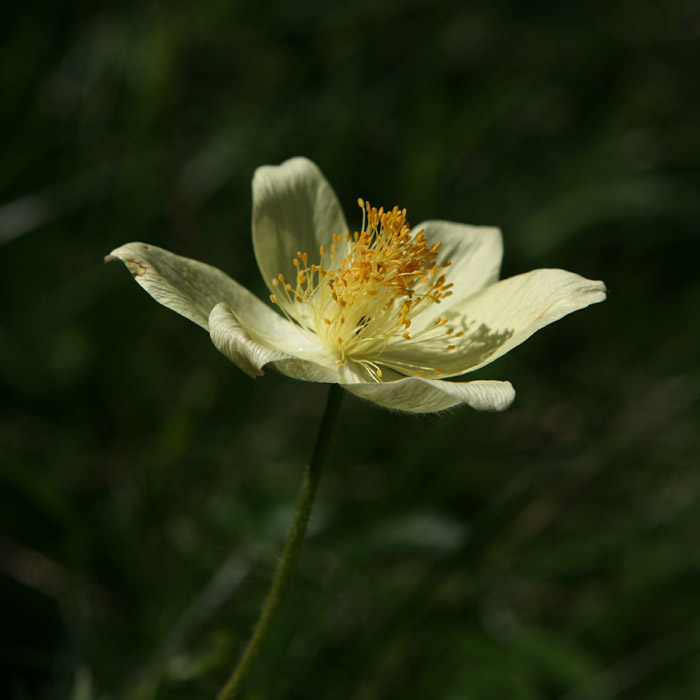 Pulsatilla alpina subsp. apiifolia