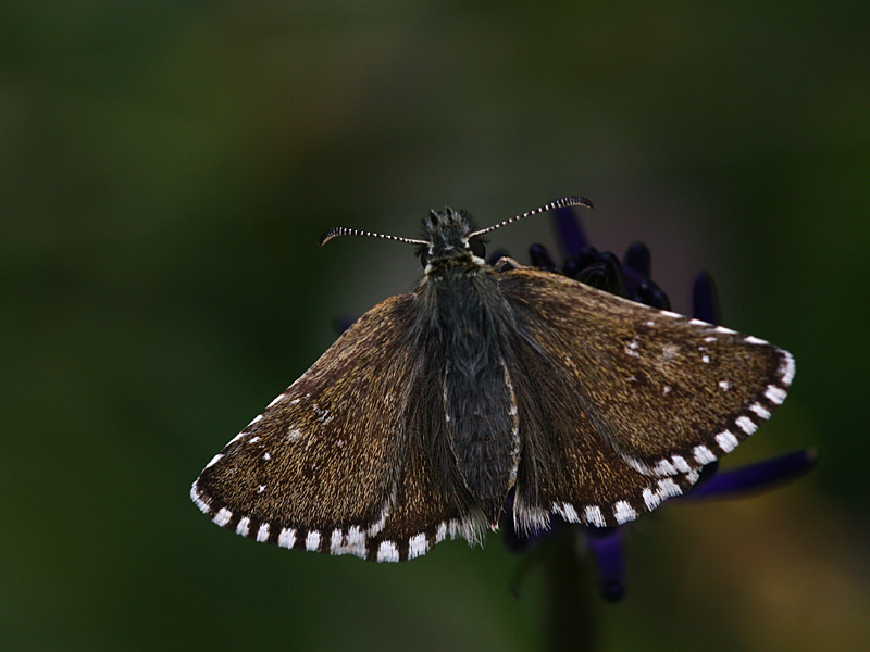 Pyrgus cacaliae