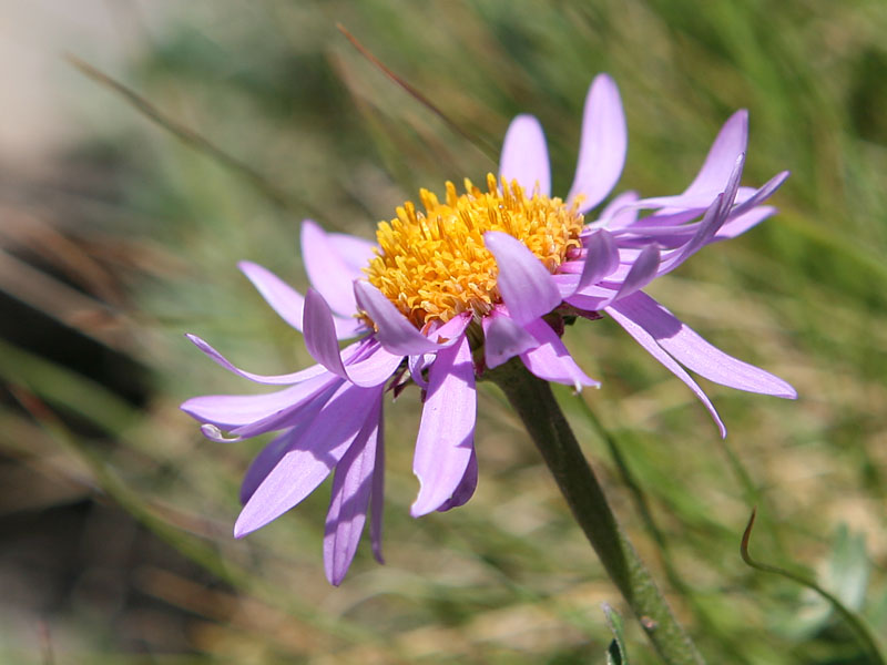 Aster alpinus