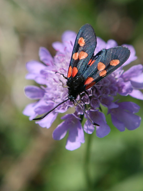 Zygaena trifolii