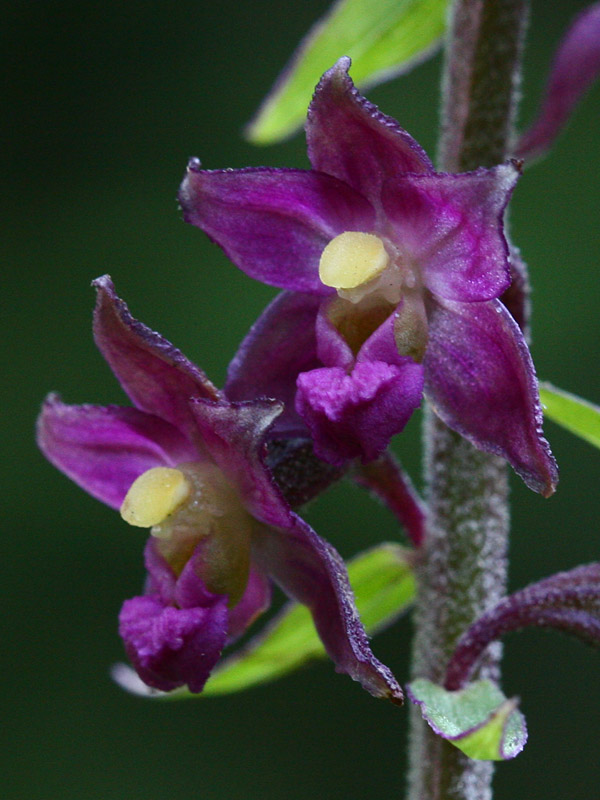 Epipactis atrorubens