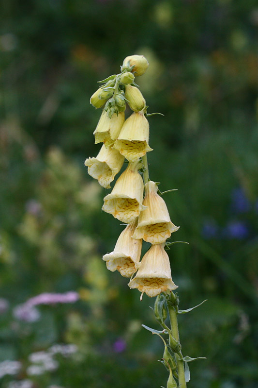 Digitalis ambigua