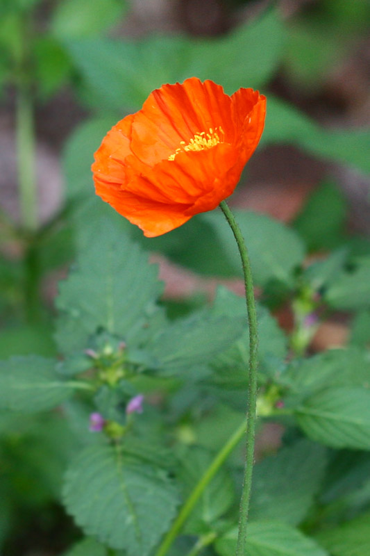 Papaver rhaeticum