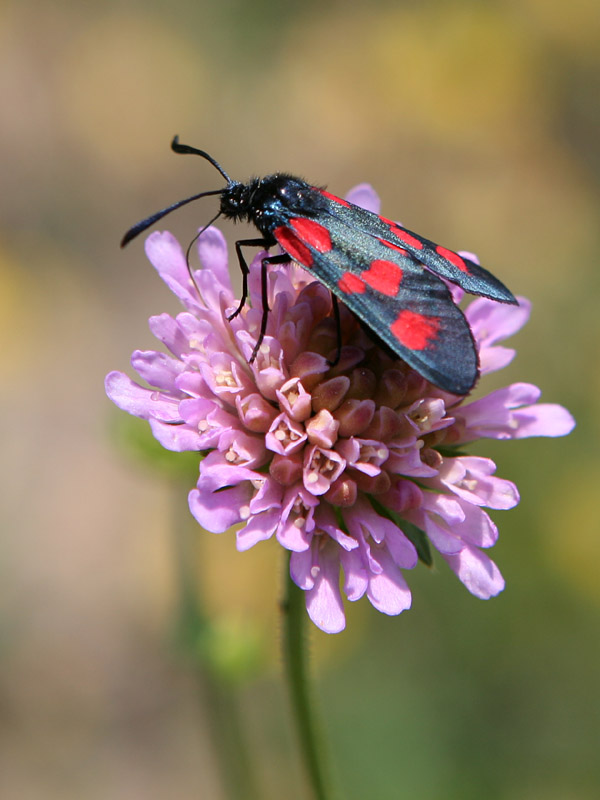 Zygaena trifolii