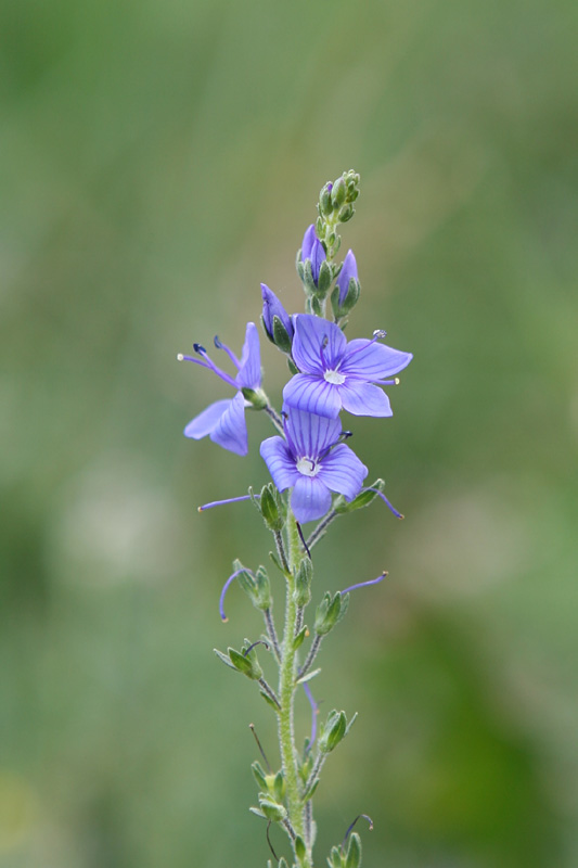 Veronica alpina