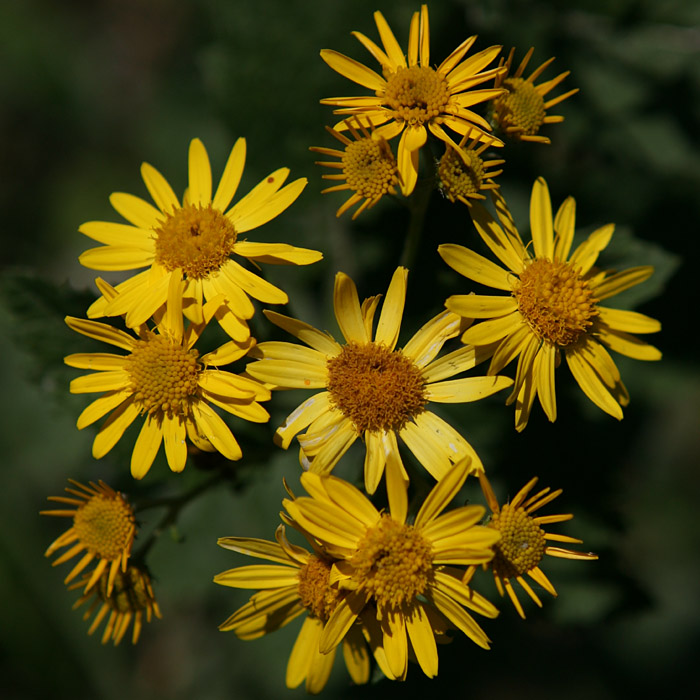 Senecio cordatus