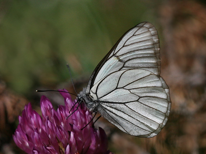 Aporia crataegi