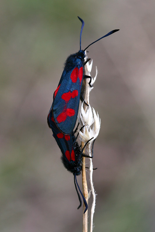 Zygaena filipendulae