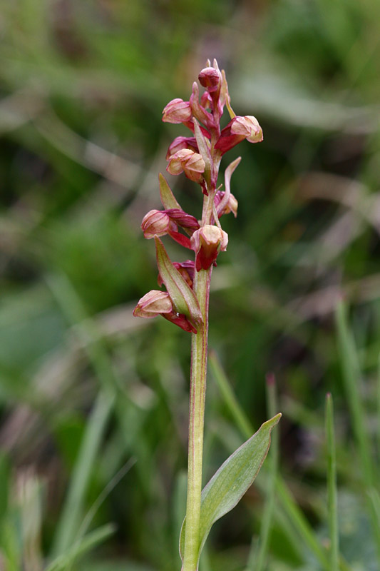 Coeloglossum viride alpinum
