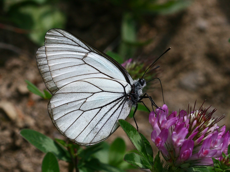 Aporia crataegi