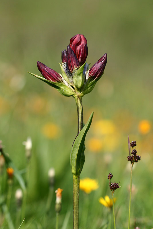 Gentiana purpurea