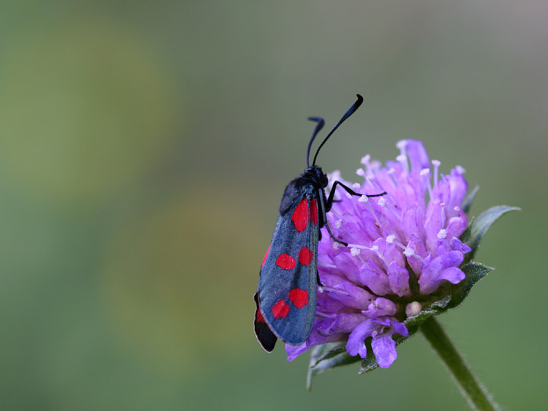 Zygaena filipendulae