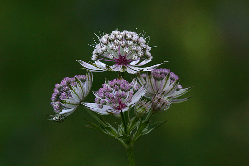 Astrantia major