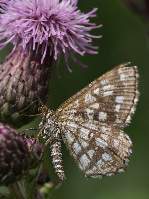 Ematurga atomaria  (female)
