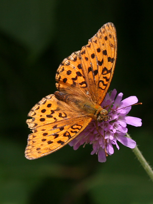 Argynnis adippe