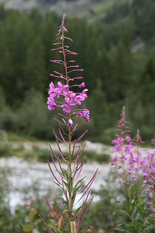 Chamerion angustifolium