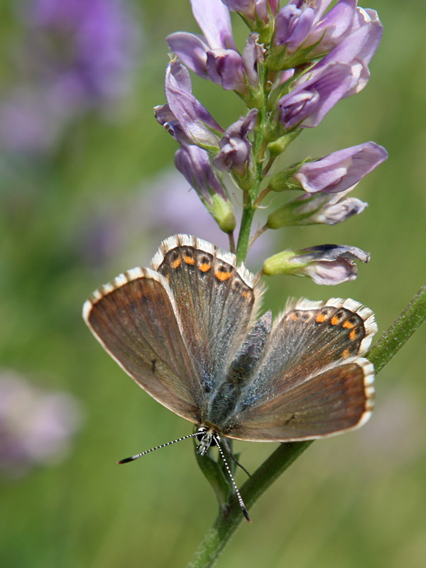 Polyommatus coridon