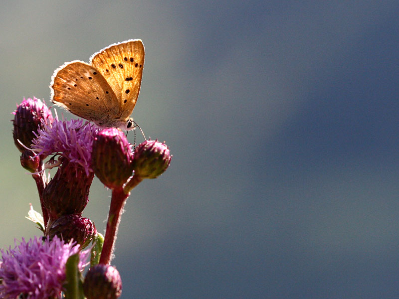Lycaena virgaurea