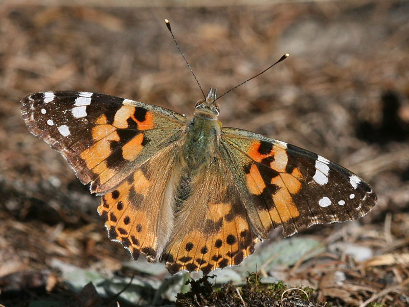 Cynthia cardui