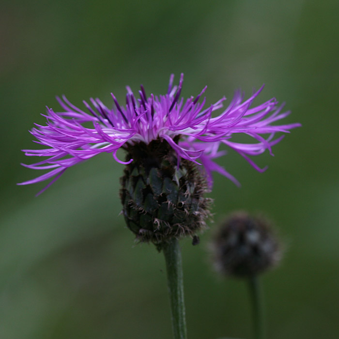 Centaurea scabiosa