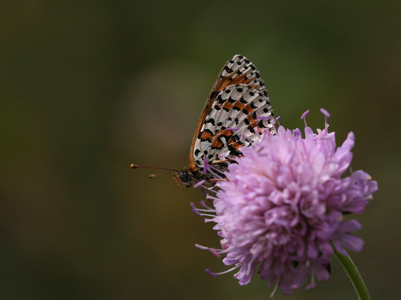 Melitaea didyma