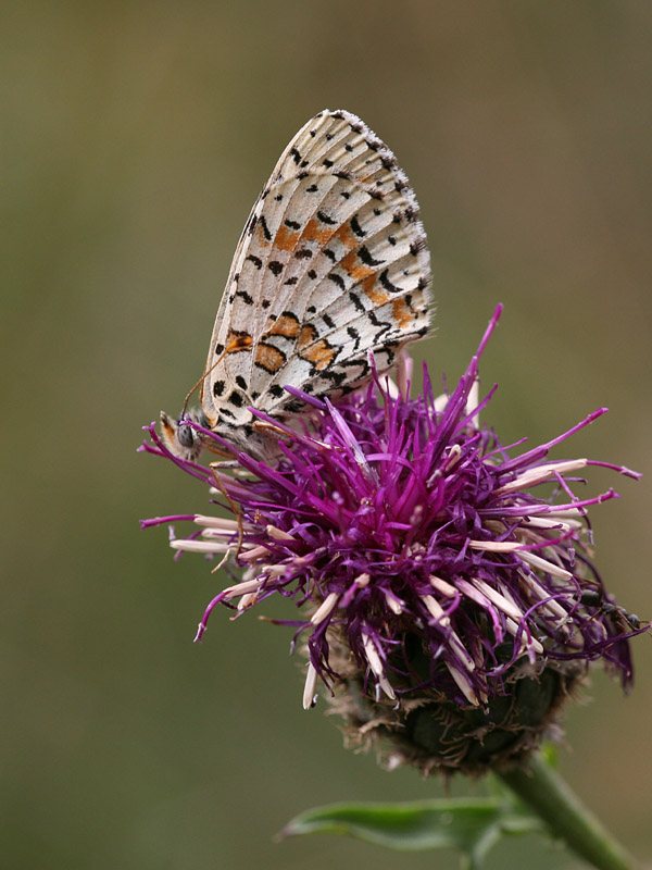 Melitaea phoebe
