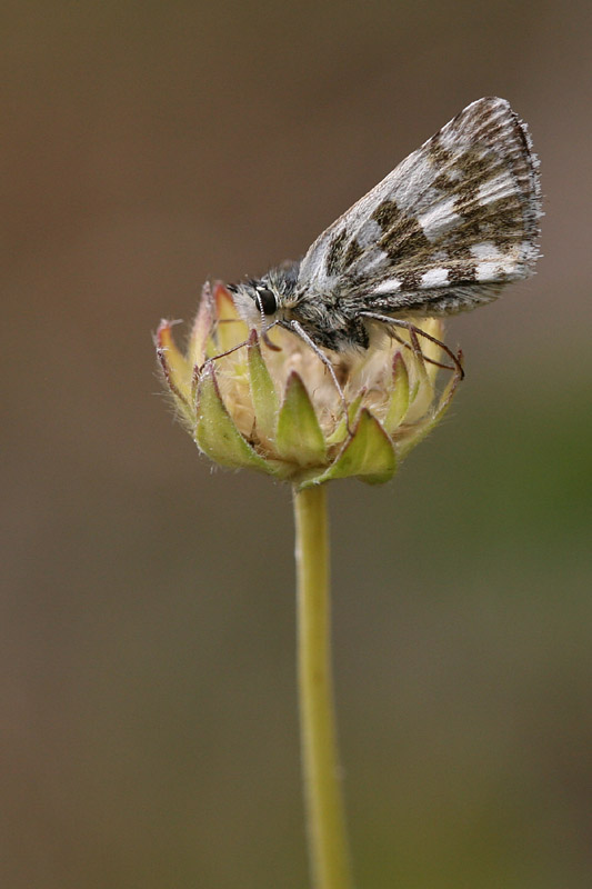 Pyrgus alveus