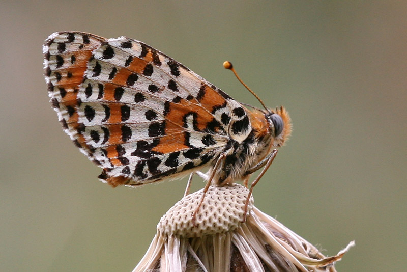 Melitaea didyma