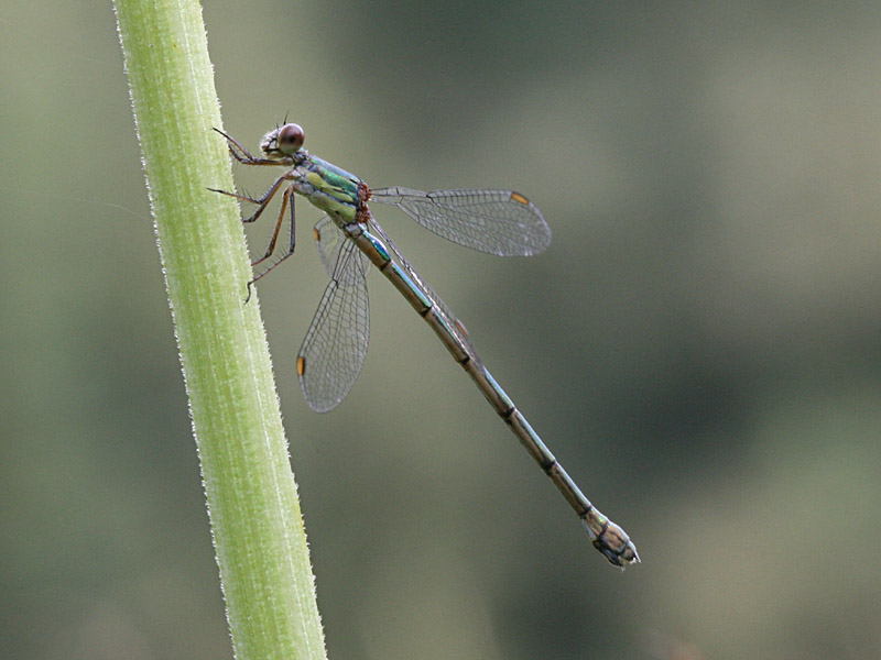 Lestes viridis