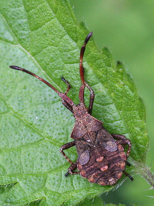 Heteroptera sp.